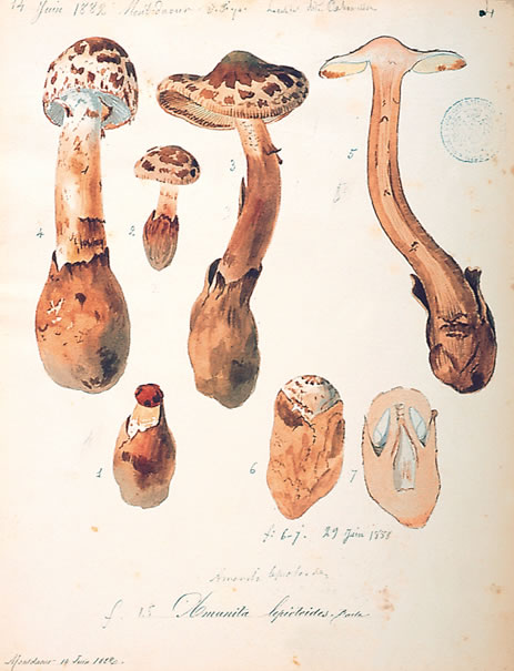 Amanita lepiotoides, Barla, 14 juin 1882 et 29 juin 1888