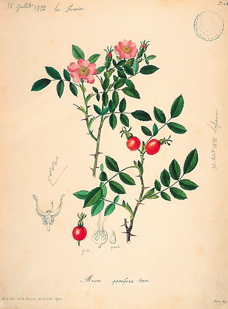 Rosa pomifera, 6 juillet 1872