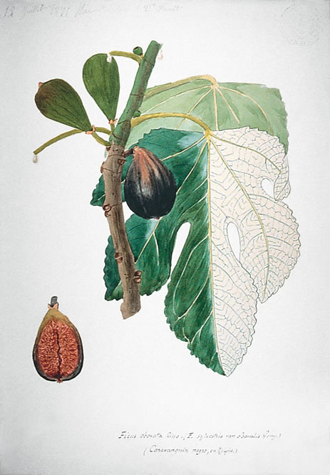 Ficus obovata Risso (Caravanquin negre, en Niçois), 12 juillet 1871